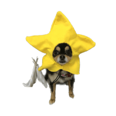 [LINEスタンプ] りんちゃんは犬です3