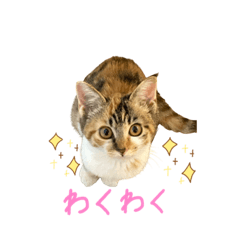 [LINEスタンプ] 縞三毛猫ひなちゃん