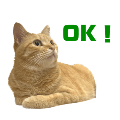 [LINEスタンプ] 使いやすいタルスタンプ