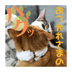 [LINEスタンプ] 猫スタンプ日常3の画像（メイン）