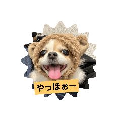 [LINEスタンプ] こましゃん komaの画像（メイン）