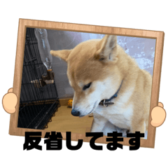 [LINEスタンプ] 愛犬茶々no4