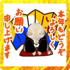 [LINEスタンプ] 2023新年用白柴犬スタンプ（実写）