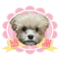 [LINEスタンプ] ポメシーズーのむぎ〜日常編〜