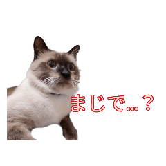 [LINEスタンプ] 海ちゃんちのアッシュ(写真)第2弾の画像（メイン）