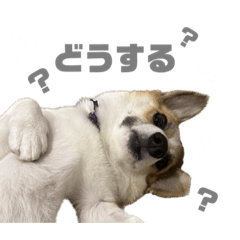 [LINEスタンプ] コーギー JINの使いやすいスタンプ