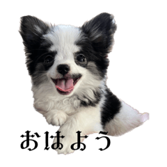 [LINEスタンプ] チワワ 白黒 ロコ君