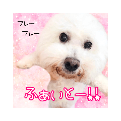 [LINEスタンプ] 保護犬卒業生ちゅらちゃんの日常スタンプの画像（メイン）