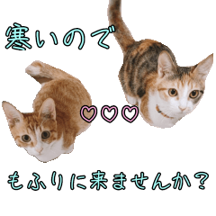 [LINEスタンプ] 実写猫の年末年始♡毎日使えるスタンプ