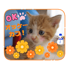 [LINEスタンプ] うめにゃん☆くりにゃん☆3
