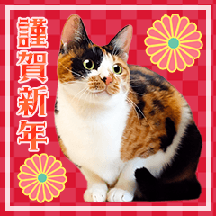 [LINEスタンプ] 毎年使える♪かわいい猫写真の年賀スタンプの画像（メイン）