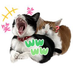 [LINEスタンプ] NEKO20221129