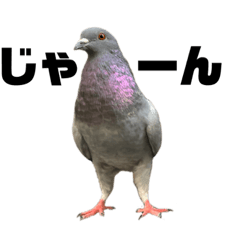 [LINEスタンプ] 日々の鳩たち