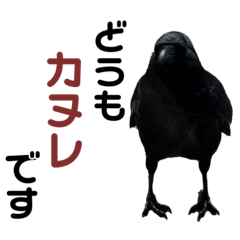 [LINEスタンプ] カラスのカヌレちゃん