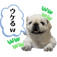 [LINEスタンプ] もふもふ姉弟 3