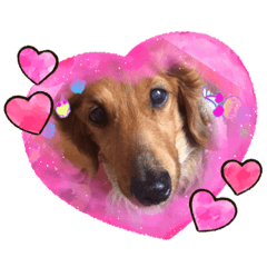 [LINEスタンプ] 愛犬たぬき