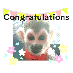 [LINEスタンプ] squirrel monkey Louis3