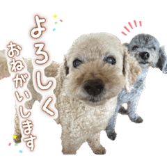 [LINEスタンプ] 世界一のめんこちゃんたち