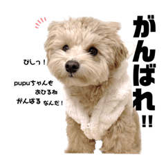 [LINEスタンプ] マルプー pupu君