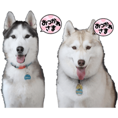 [LINEスタンプ] マハロの日常？