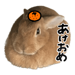 [LINEスタンプ] うさぎのちゃちゃ（実写）