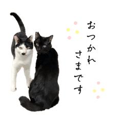 [LINEスタンプ] 元保護猫の希ちゃんと福ちゃん