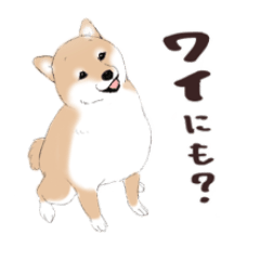 [LINEスタンプ] いつもの柴犬