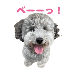 [LINEスタンプ] かわいい動物コミュニケーションスタンプ5