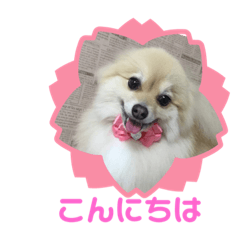 [LINEスタンプ] かわいいポメラニアンのさくらちゃん