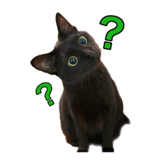 [LINEスタンプ] ネコちゃんたち！