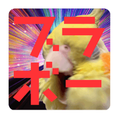 [LINEスタンプ] 使いやすい愛太郎インコなスタンプ⑥