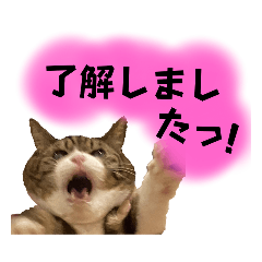 [LINEスタンプ] 年中使えるネッコ