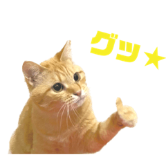 [LINEスタンプ] やや使いやすいタルスタンプ