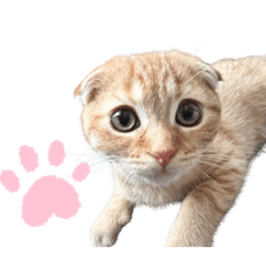 [LINEスタンプ] はちみつねこすたんぷ2