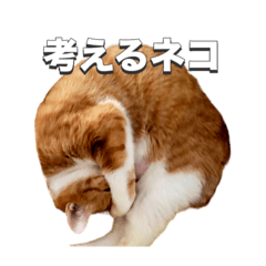 [LINEスタンプ] 茶トラ猫 ぽぽちゃん1