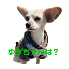 [LINEスタンプ] 愛犬のこゆずちゃん