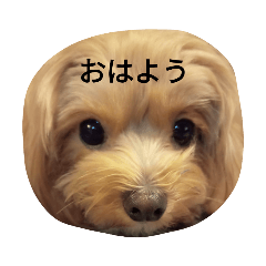 [LINEスタンプ] もこのしん