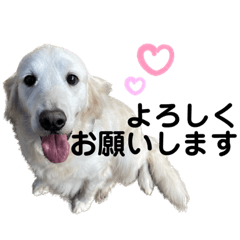 [LINEスタンプ] アリエル(6歳)