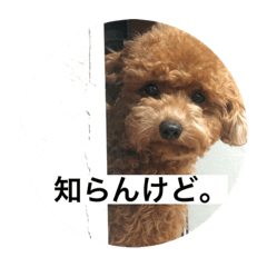 [LINEスタンプ] キヨッタ福丸さん