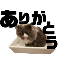 [LINEスタンプ] BUBU stamp2