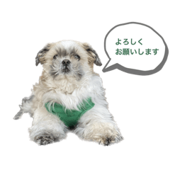 [LINEスタンプ] シーズー犬のシュウちゃん