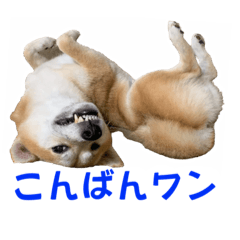 [LINEスタンプ] 柴犬みく