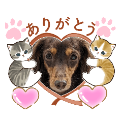 [LINEスタンプ] ココ〜！