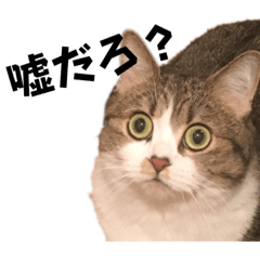 [LINEスタンプ] 猫のれんげさんスタンプ