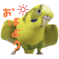 [LINEスタンプ] セキセイインコのあずき