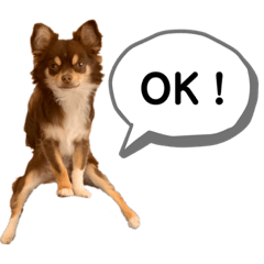 [LINEスタンプ] 琥珀丸の一言