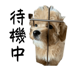 [LINEスタンプ] 犬のロキくん#2