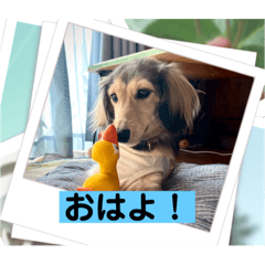 [LINEスタンプ] りん☆everyday5