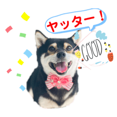 [LINEスタンプ] 豆柴モコのスタンプ2022