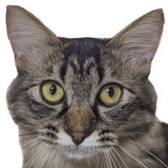 [LINEスタンプ] キジトラ猫のよよ